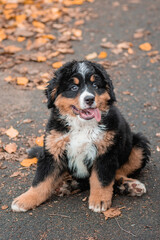 Portrait of a Bernese Mountain Dog puppy against the backdrop of an autumn park.