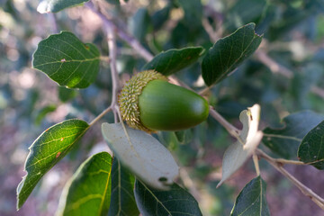 Acorns on an Alentejo cork oak tree in Évora, Portugal, a traditional feed for pigs. 