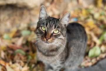A gray reed stray cat with yellow eyes looks into the camera. Helping homeless animals