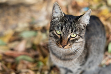 A gray reed stray cat with yellow eyes looks into the camera. Helping homeless animals
