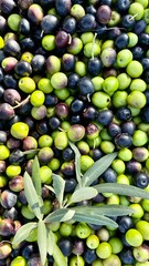 black and green olives with olive sprig