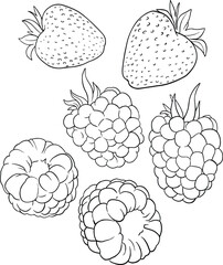 berry, Raspberry, Strawberry healthy food, Fresh fruit. illustration, line vector set
