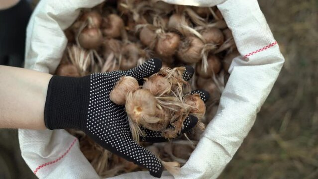 Selection of autumn crocus bulbs from a bag on a field for planting, growing saffron spice