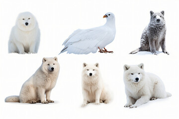 set of snow animals white background
