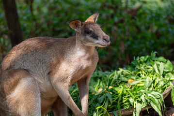 The agile wallaby, Notamacropus agilis, also known as the sandy wallaby