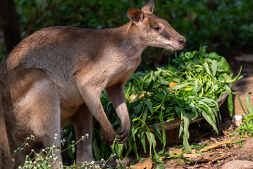 The agile wallaby, Notamacropus agilis, also known as the sandy wallaby