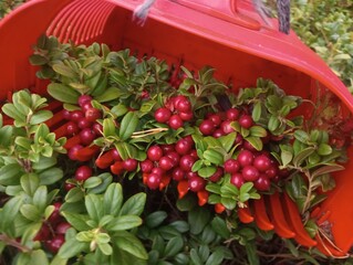 red berries, lingoberry