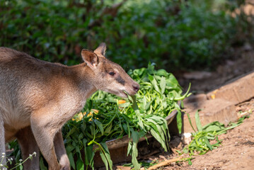 The agile wallaby, Notamacropus agilis, also known as the sandy wallaby