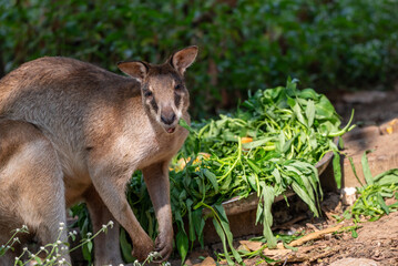 The agile wallaby, Notamacropus agilis, also known as the sandy wallaby