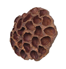 Dry brown rosette of lotus (Nelumbo nucifera) seeds isolated on white or transparent background