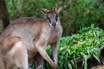 The agile wallaby, Notamacropus agilis, also known as the sandy wallaby