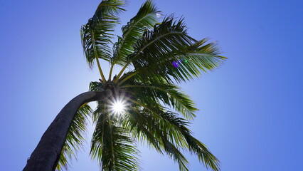 Coconut tree.
