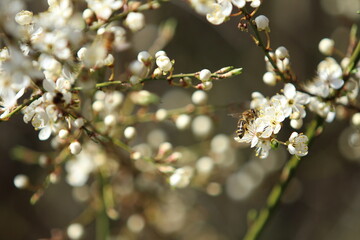 Biene 13
