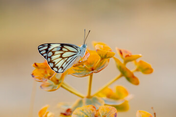 large white migratory butterfly, Brown-veined White, Belenois aurota