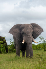 Éléphant d'Afrique, Loxodonta africana, Parc national Kruger, Afrique du Sud