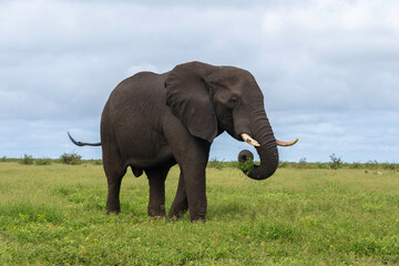 Fototapeta premium Éléphant d'Afrique, Loxodonta africana, Parc national Kruger, Afrique du Sud