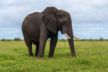 Obraz premium Éléphant d'Afrique, Loxodonta africana, Parc national Kruger, Afrique du Sud