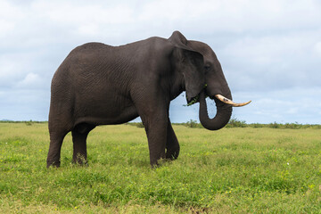 Fototapeta premium Éléphant d'Afrique, Loxodonta africana, Parc national Kruger, Afrique du Sud