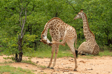 Girafe du Cap, Girafe d'Afrique du Sud, Giraffa camelopardalis giraffa, giraffa giraffa giraffa, Parc national Kruger, Afrique du Sud