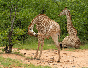 Obraz premium Girafe du Cap, Girafe d'Afrique du Sud, Giraffa camelopardalis giraffa, giraffa giraffa giraffa, Parc national Kruger, Afrique du Sud