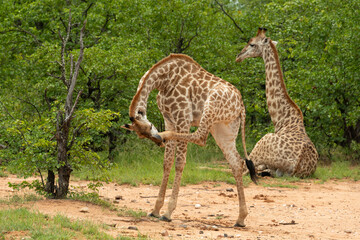 Girafe du Cap, Girafe d'Afrique du Sud, Giraffa camelopardalis giraffa, giraffa giraffa giraffa, Parc national Kruger, Afrique du Sud
