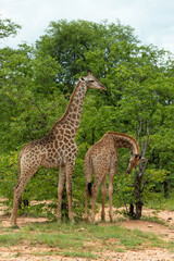 Obraz premium Girafe du Cap, Girafe d'Afrique du Sud, Giraffa camelopardalis giraffa, giraffa giraffa giraffa, Parc national Kruger, Afrique du Sud