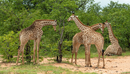 Girafe du Cap, Girafe d'Afrique du Sud, Giraffa camelopardalis giraffa, giraffa giraffa giraffa, Parc national Kruger, Afrique du Sud