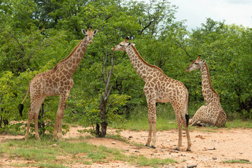 Girafe du Cap, Girafe d'Afrique du Sud, Giraffa camelopardalis giraffa, giraffa giraffa giraffa, Parc national Kruger, Afrique du Sud