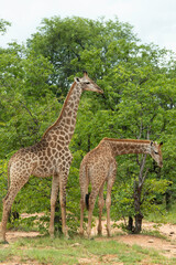 Fototapeta premium Girafe du Cap, Girafe d'Afrique du Sud, Giraffa camelopardalis giraffa, giraffa giraffa giraffa, Parc national Kruger, Afrique du Sud