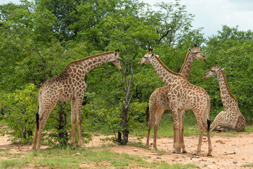 Girafe du Cap, Girafe d'Afrique du Sud, Giraffa camelopardalis giraffa, giraffa giraffa giraffa, Parc national Kruger, Afrique du Sud