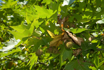 Platanus x acerifolia , Platane
