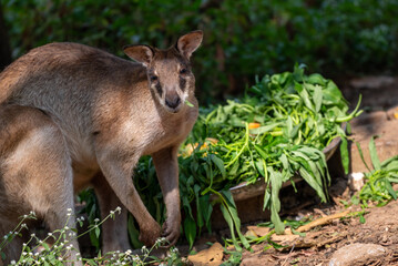 The agile wallaby, Notamacropus agilis, also known as the sandy wallaby