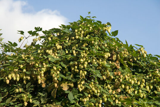 Humulus lupulus, Houblon