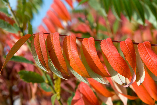 Rhus typhina, Sumac de Virginie