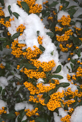 Pyracantha 'Mozart' , Buisson ardent