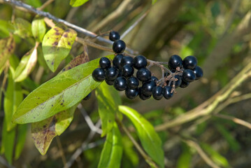 Ligustrum vulgare, Troène