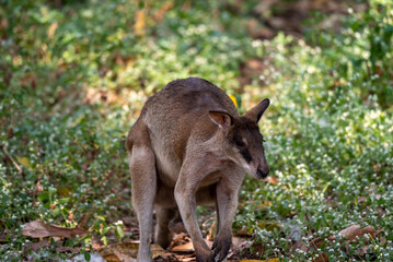 Naklejka na ściany i meble The agile wallaby, Notamacropus agilis, also known as the sandy wallaby