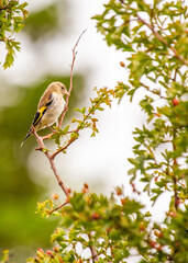 Goldfinch (Carduelis carduelis) - Dublin, Ireland