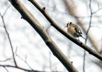 Goldfinch (Carduelis carduelis) - Dublin, Ireland