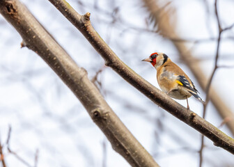 Goldfinch (Carduelis carduelis) - Dublin, Ireland