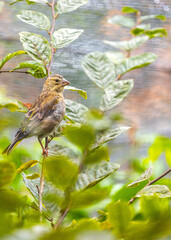 Greenfinch (Chloris chloris) - Dublin, Ireland