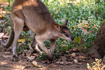 The agile wallaby, Notamacropus agilis, also known as the sandy wallaby