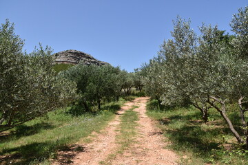Fototapeta na wymiar olive plantation, grove, trees, cultivation, orchard, Dalmatia, Croatia,