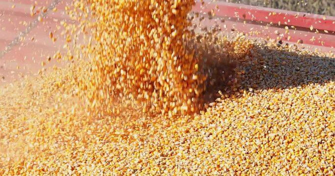 Corn harvest, close-up of combine transferring freshly harvested corn into tractor-trailer for transport to the silos, slow motion