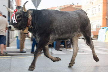 The Tudanco Olympics is a festival of Regional Tourist Interest held on 12th October, the day of Pilar. It vindicates the autochthonous breed and contributes to the conservation of the Cantabrian herd