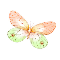 watercolor butterfly illustration isolated png transparent background.