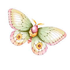 watercolor butterfly illustration isolated png transparent background.