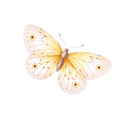 watercolor butterfly illustration isolated png transparent background.