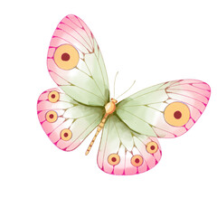 watercolor butterfly illustration isolated png transparent background.
