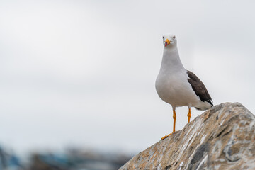 seagull